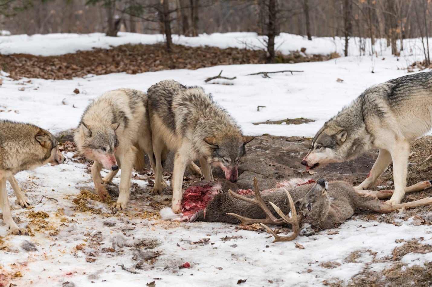 HN-Wolf-Apex-Predator_2024-04