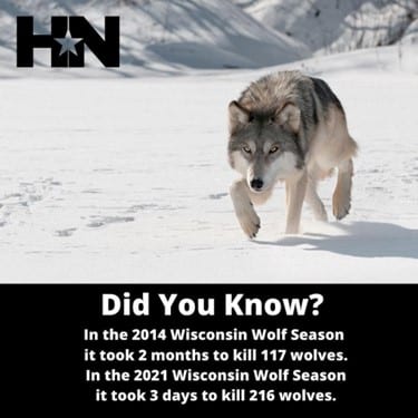 HN-Wolf-Apex-Predator_Did-You_Know_2024-04