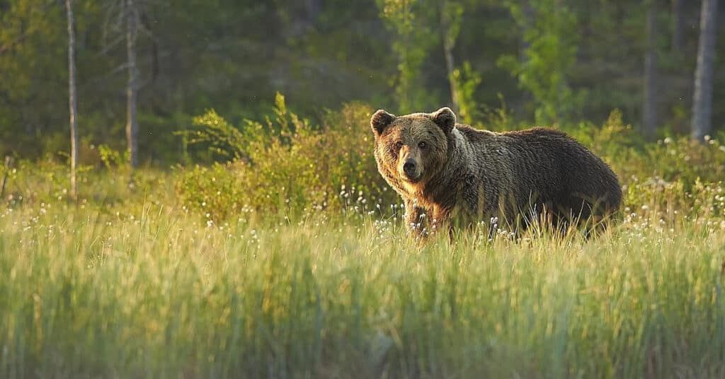 Idaho wolf trapping cut over threat to grizzlies