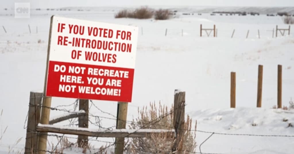 In Colorado, ranchers aren’t allowed to kill this apex predator. Here’s why