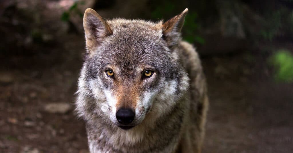 Wildlife Managers Meet with Ranchers To Explain How To Prevent Attacks by Wolves and Get Compensation if Attacks Occur