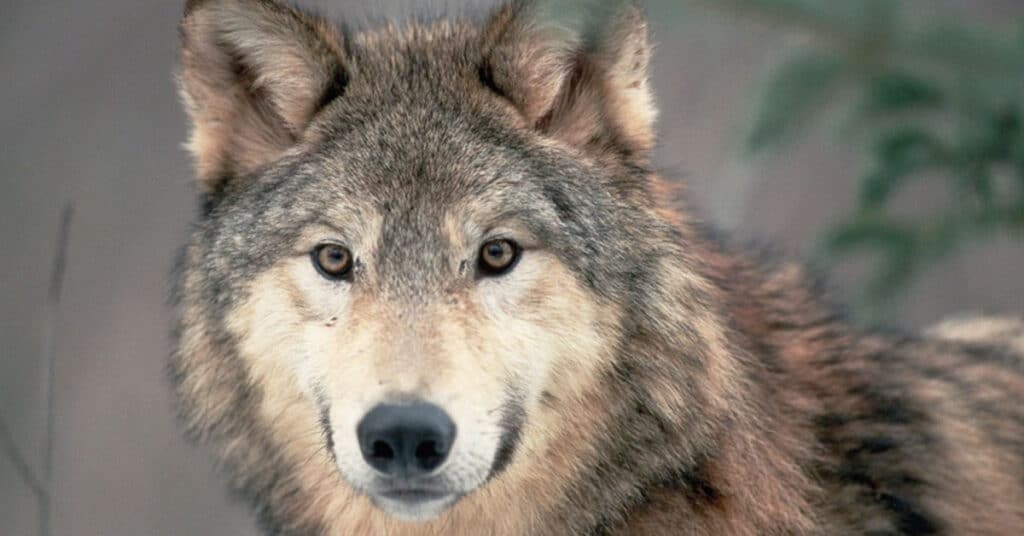 Where Wolves and Cattle Collide