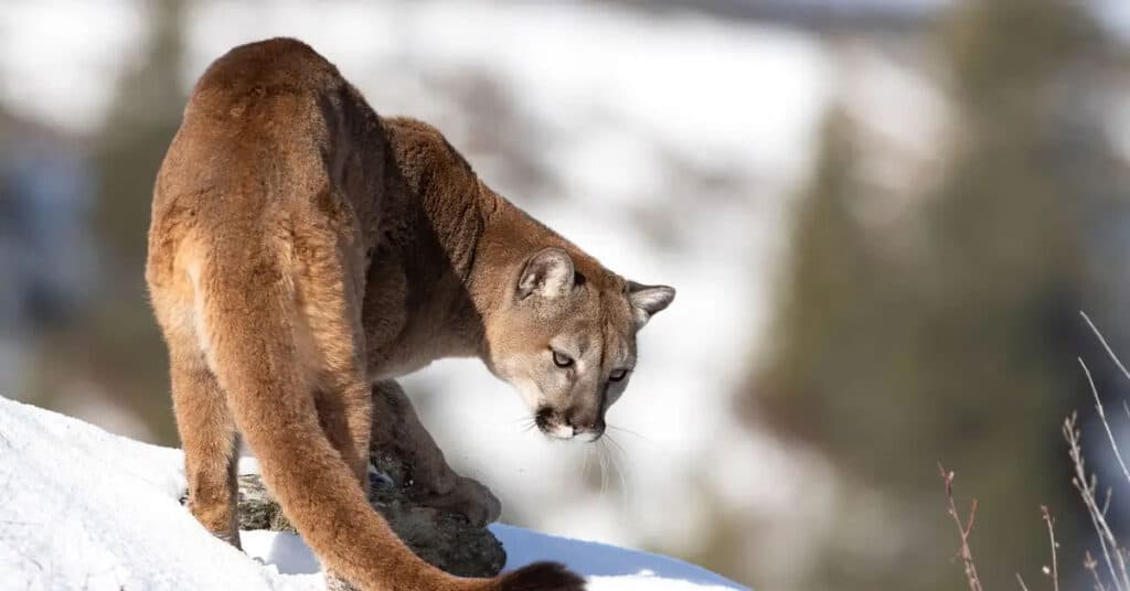 Will Coloradans Ban Mountain Lion Hunting at the Ballot Box This Fall?