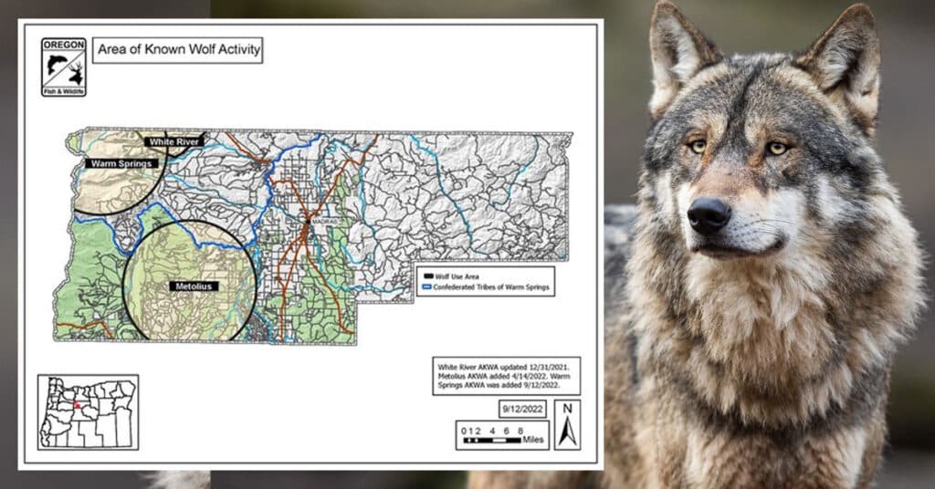 Sisters Country rancher seeks compensation for wolf depredation