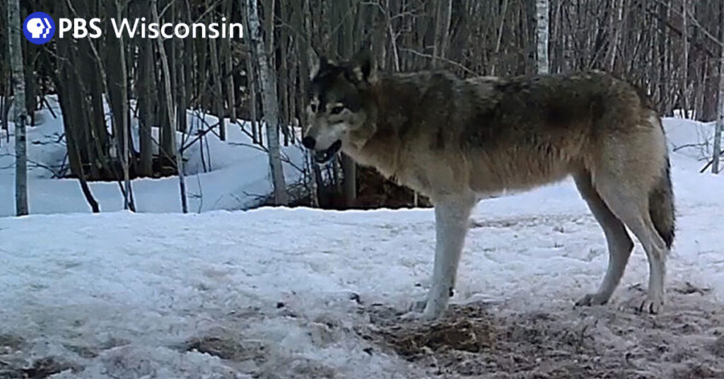 What deer and wolf numbers in Bayfield County reveal about Wisconsin wildlife policy debates