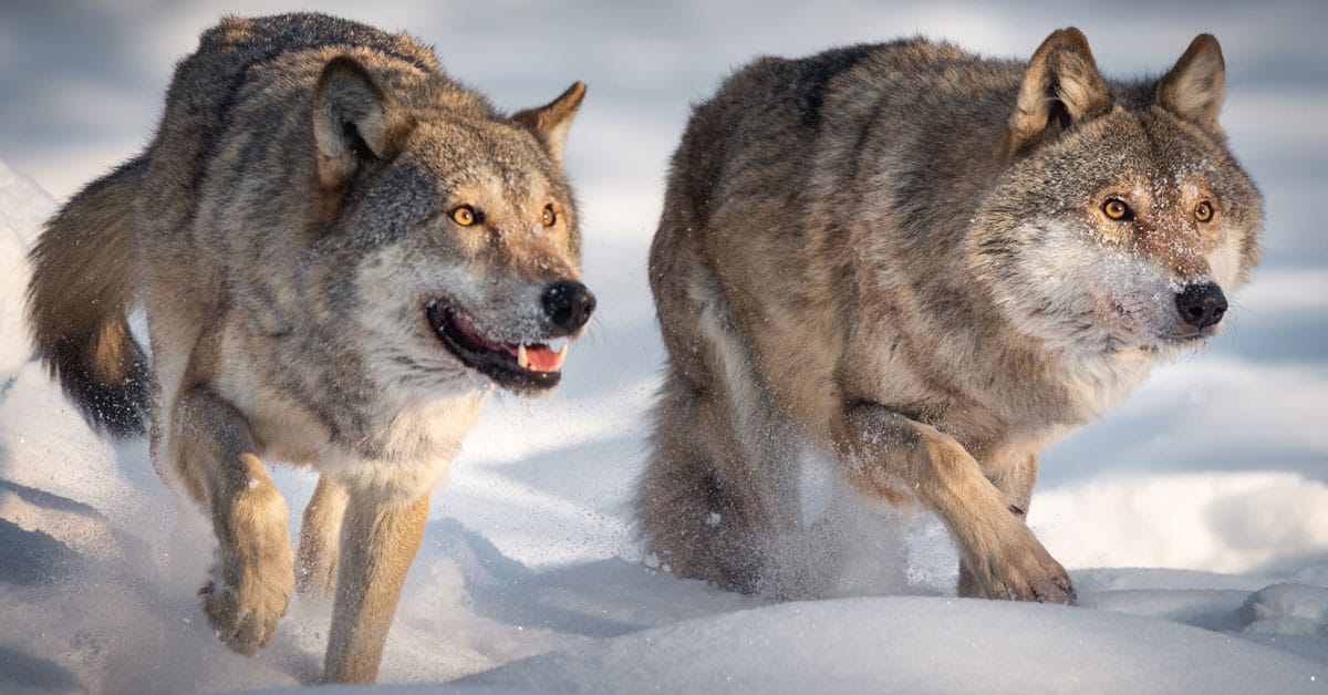 Wolf-Timeline-Current-Events_2024-03