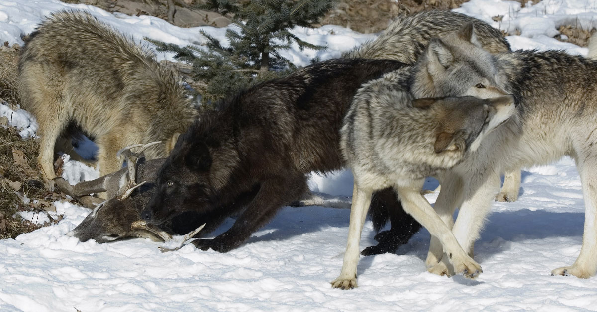 Wolf-Timeline-Current-Events_2024-03e Wolf-Timeline-Current-Events_2024-03e