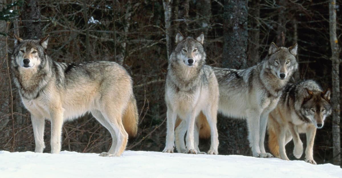 Wolf-Timeline-Current-Events_2024-03f