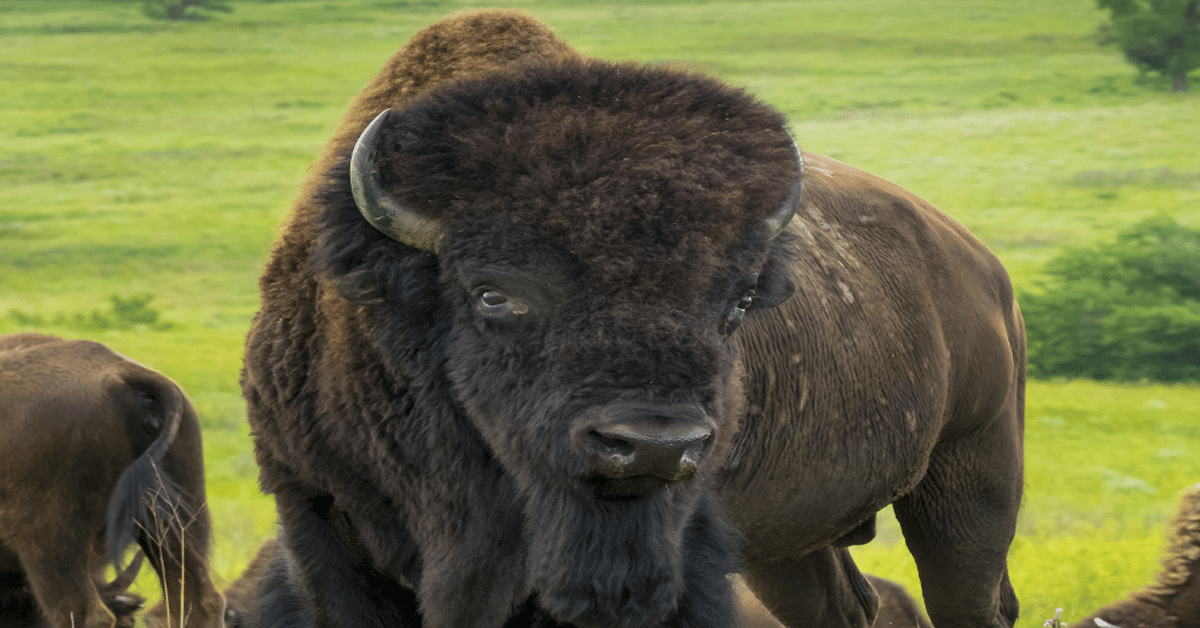 HN-Buffalo-Hunt-2025_02_1200x628 HN-Buffalo-Hunt-2025_02_1200x628