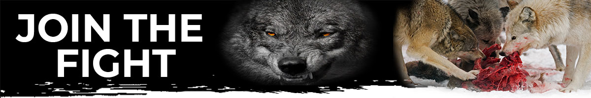HN-Header_Wolf_1200x200_v2_2025-04 HN-Header_Wolf_1200x200_v2_2025-04