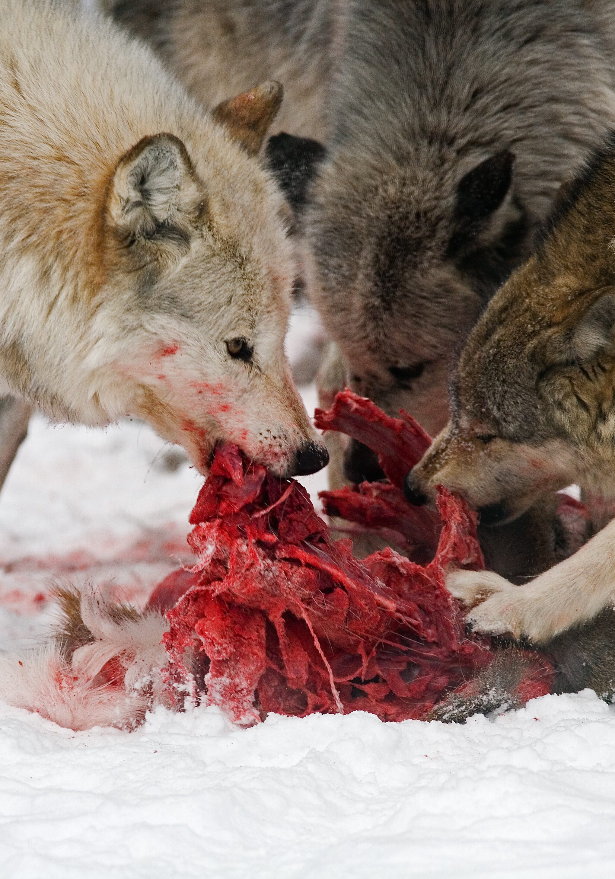 Gray Wolves Gray wolves hunting, eating and resting.