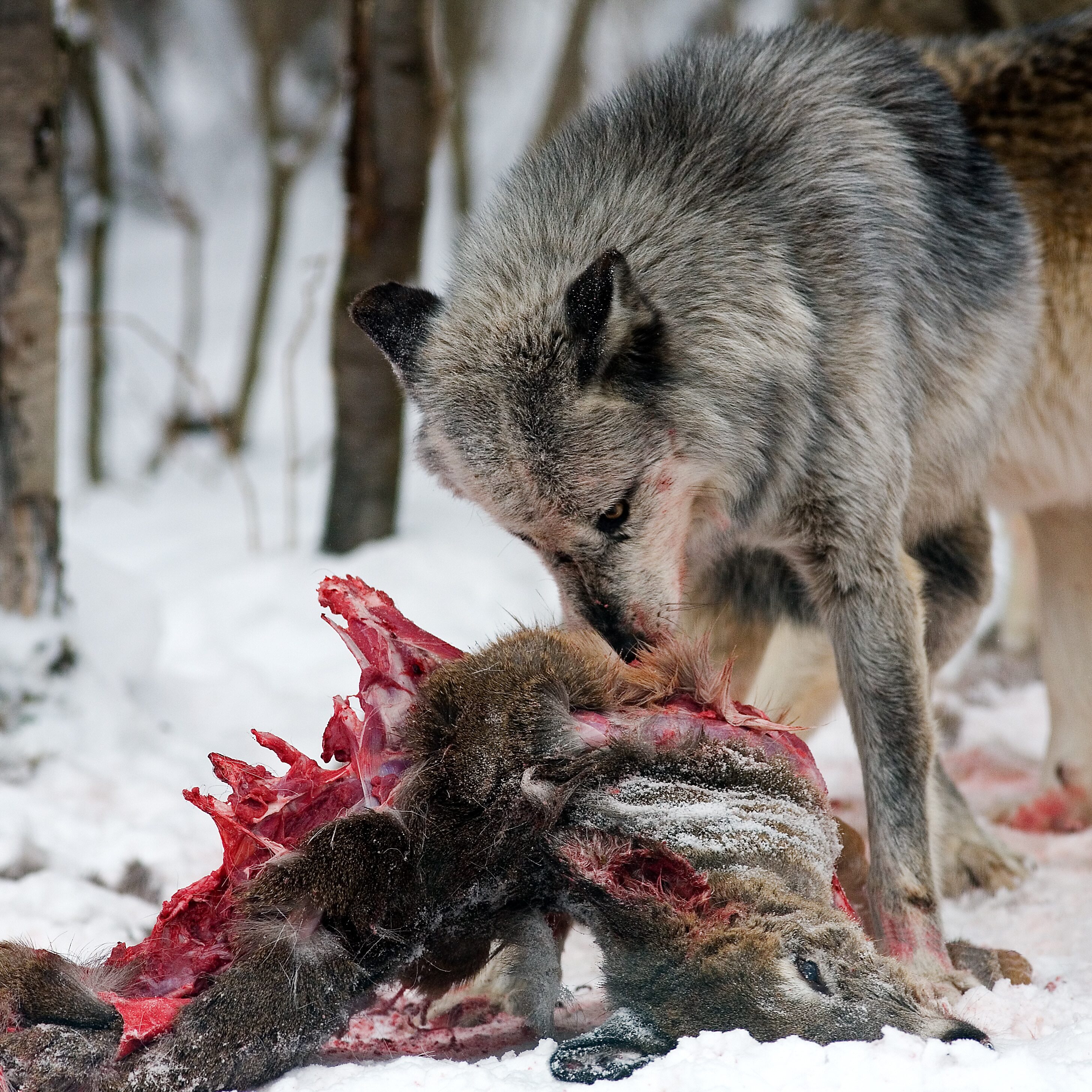 Gray Wolves Gray wolves hunting, eating and resting.