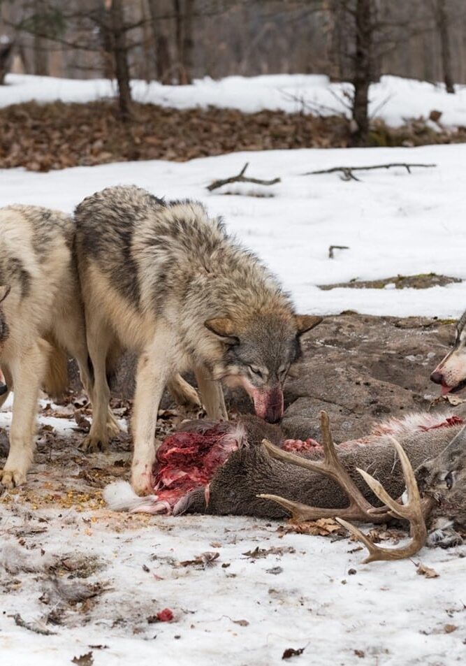 HN-Wolf-Apex-Predator_2024-04 HN-Wolf-Apex-Predator_2024-04