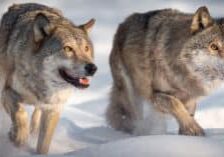 Wolf-Timeline-Current-Events_2024-03