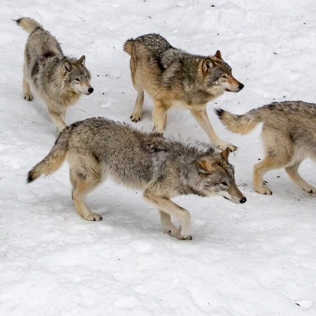 hn-wolf-pack-hunting-1200x628 hn-wolf-pack-hunting-1200x628