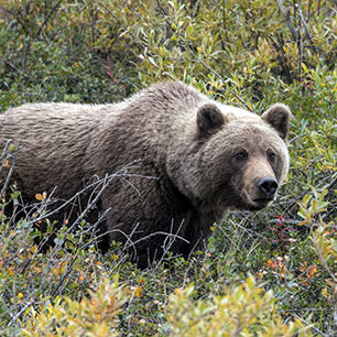 hunter-nation-hunt-sweepstakes-00-grizzly-bear-hunt-02-544