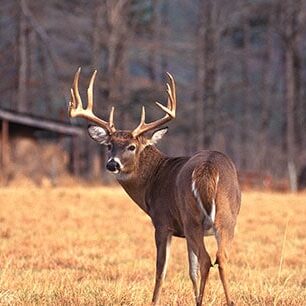 Hunter Nation - Hunt Sweepstakes Whitetail Deer Hunting - 01-544