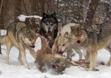 hunter-nation-wi-wolf-hunt-wolves-deer_1200x628