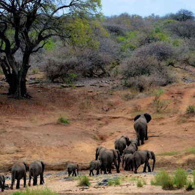 husnaSafari-images-frans-van-heerden-631317-scaled.jpg