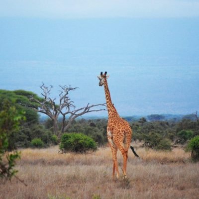 husnaSafari-images-pallab-halder-1049500-scaled.jpg