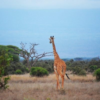 husnaSafari-images-pallab-halder-1049500