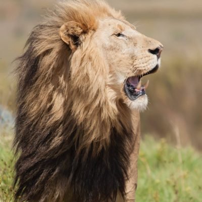 lion image