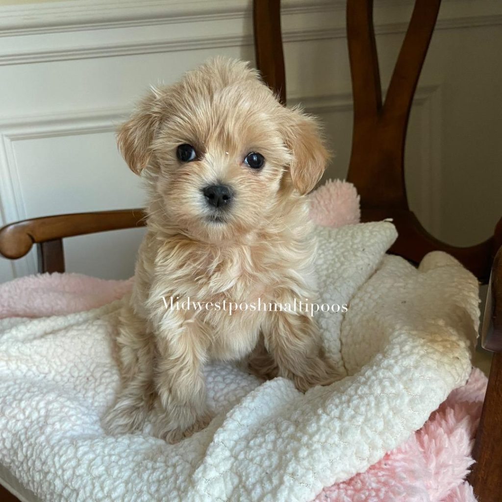 Omaha maltipoo puppy