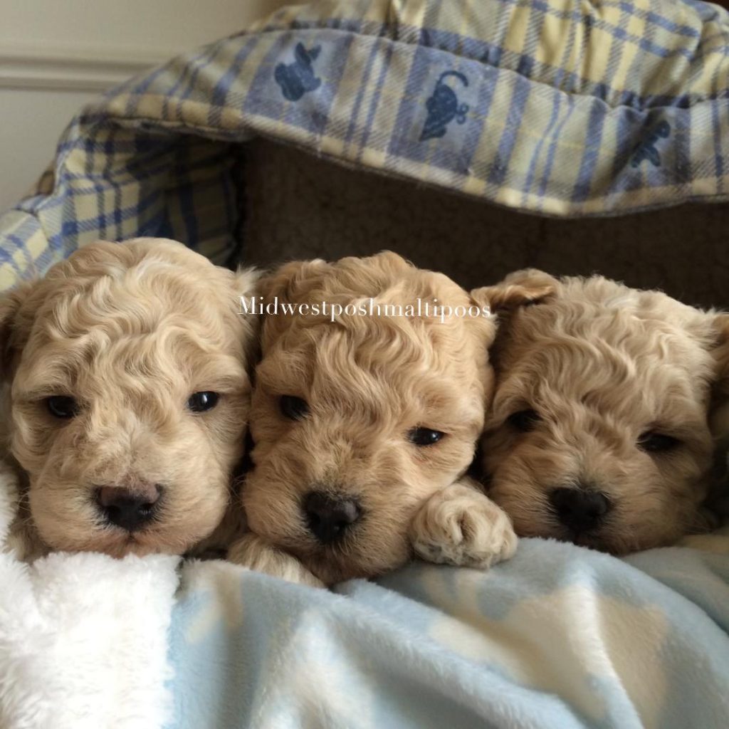 maltipoo puppies