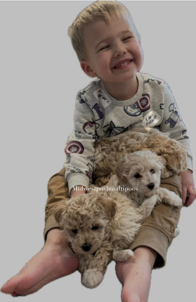 apricot maltipoo puppies for sale in Illinois