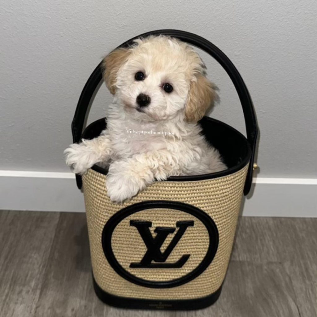 apricot maltipoo
