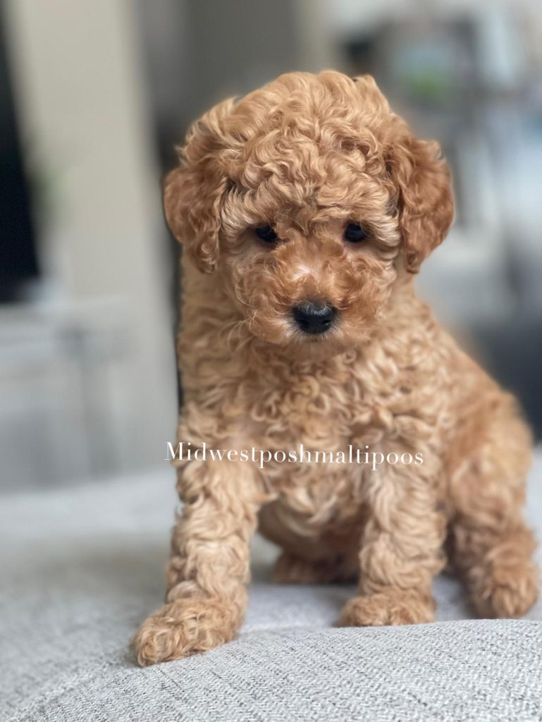 red maltipoo puppy for sale