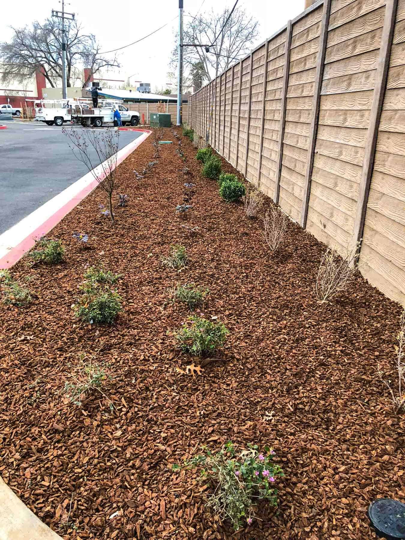 Mulched shrub bed along fence in EL DORADO HILLS