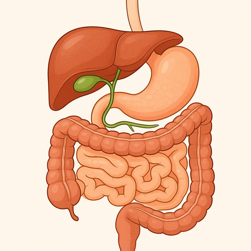 Ox bile supplement capsules alongside a diagram of the digestive system showing bile flow