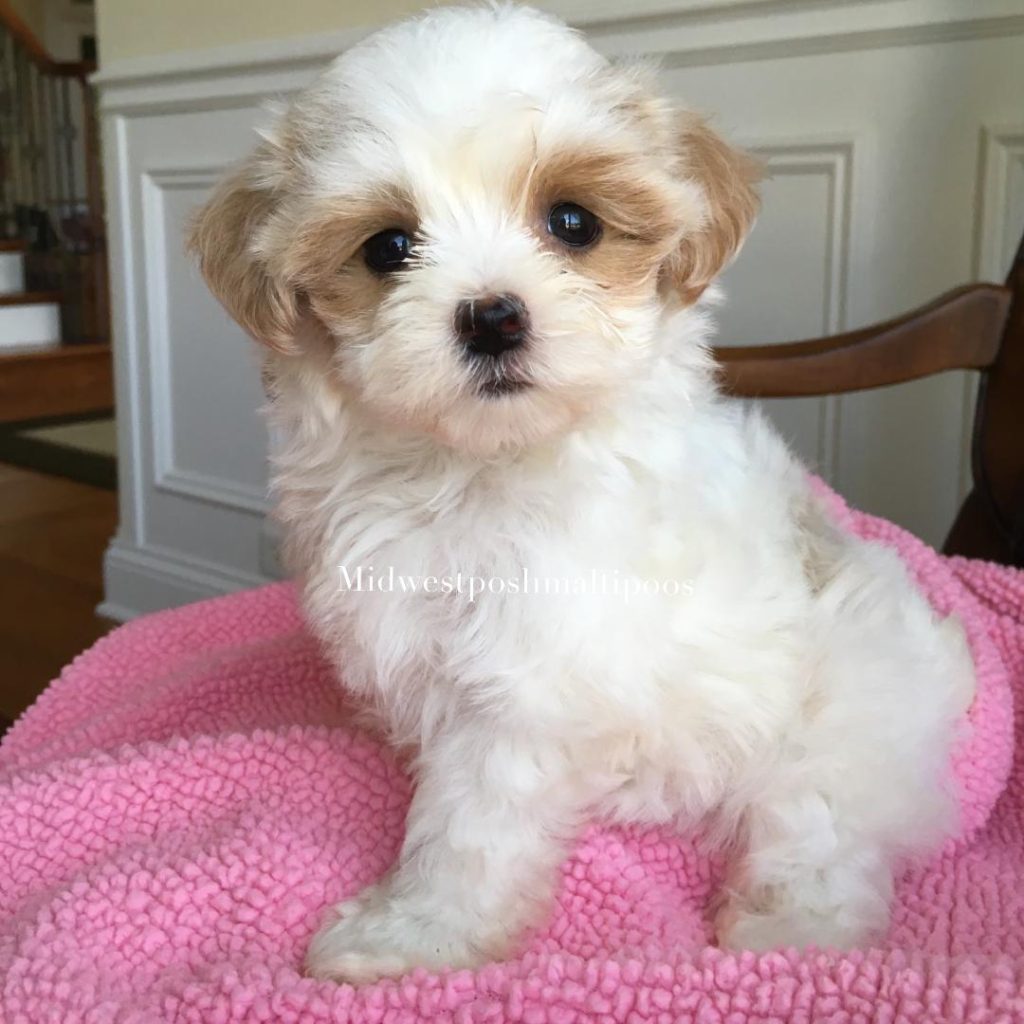 teacup maltipoo puppy