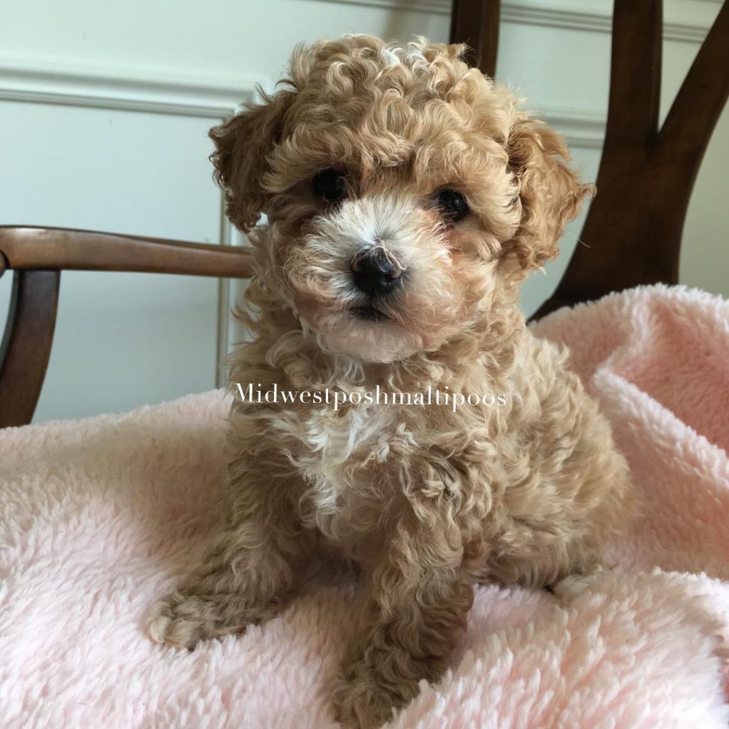 red maltipoo