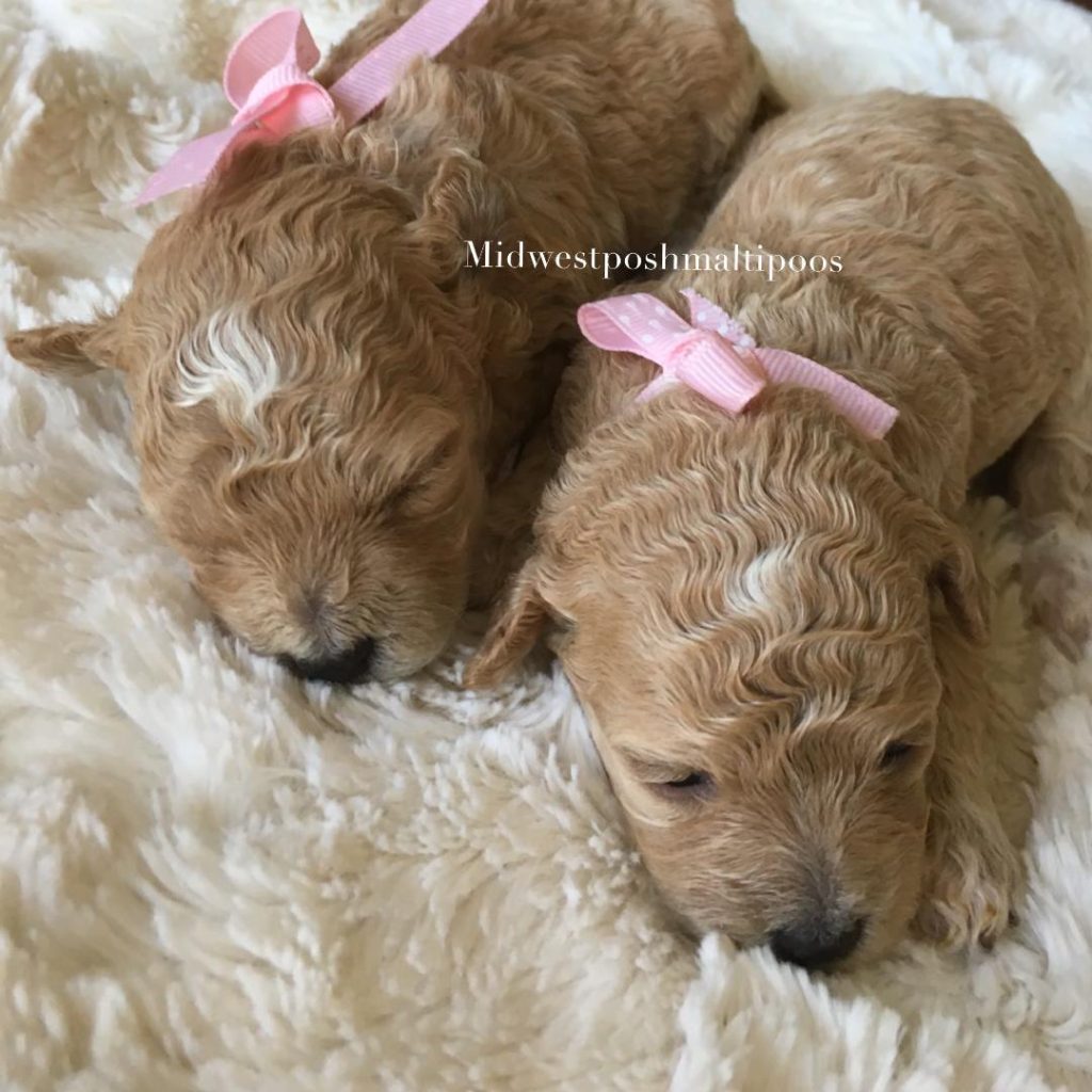 red and white maltipoo puppies
