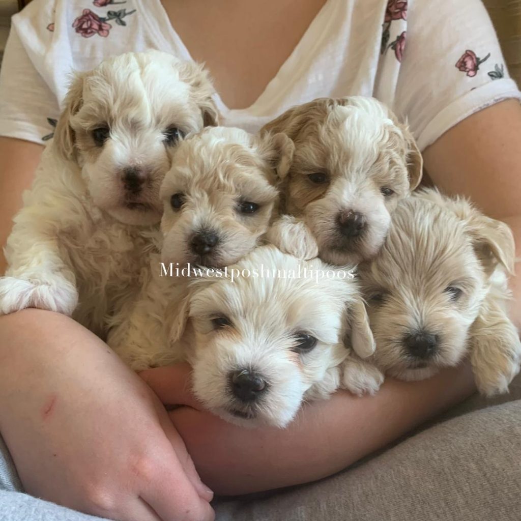 apricot maltipoo puppies for sale in Illinois