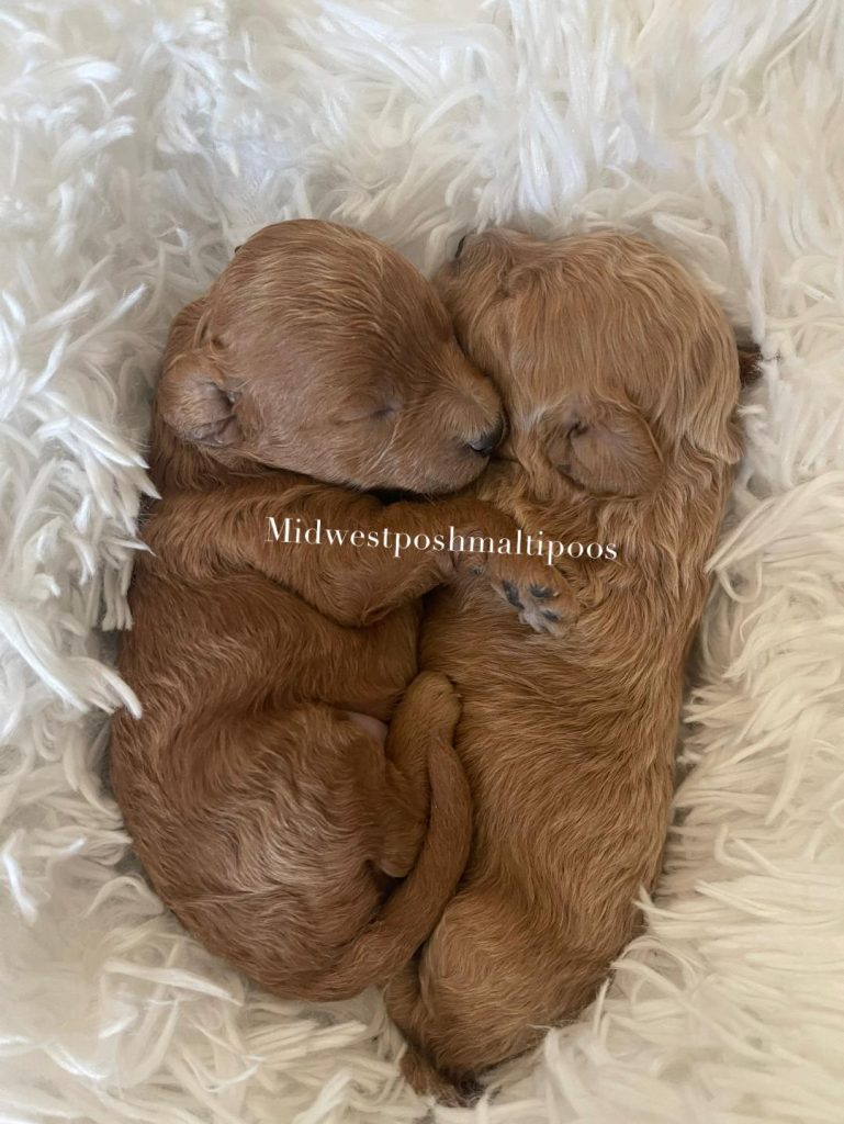 red maltipoo puppies