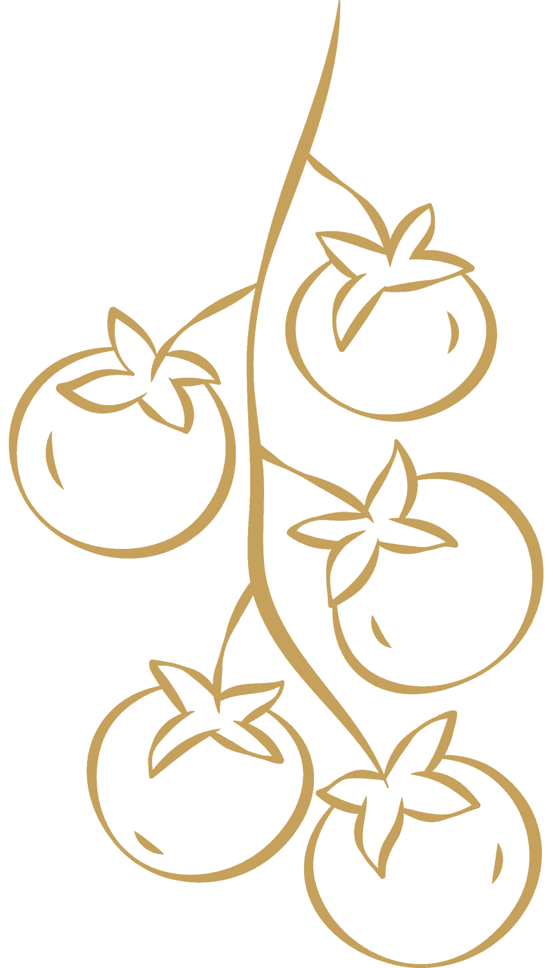 Tomato Vine