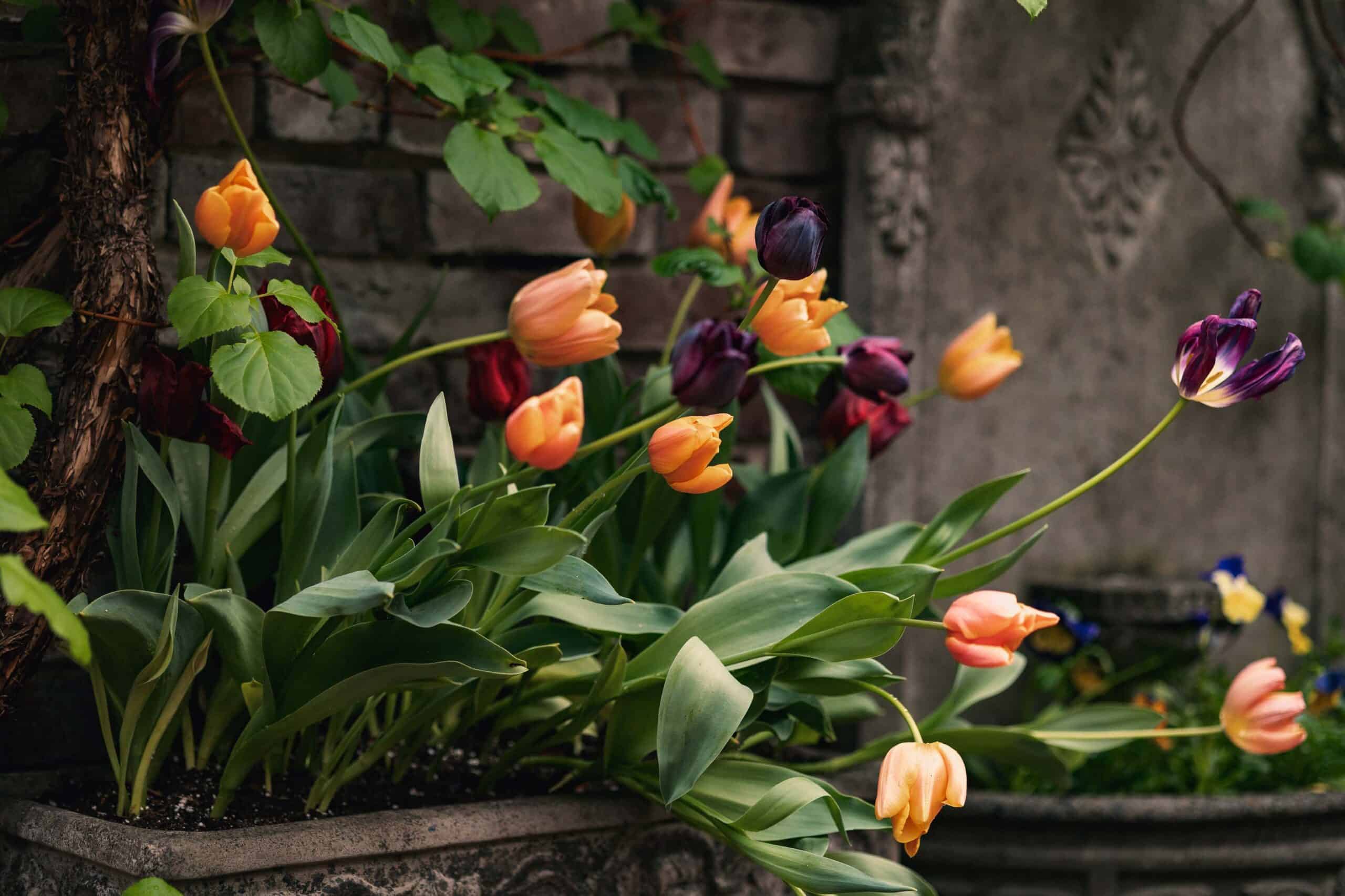 il terrazzo tulips