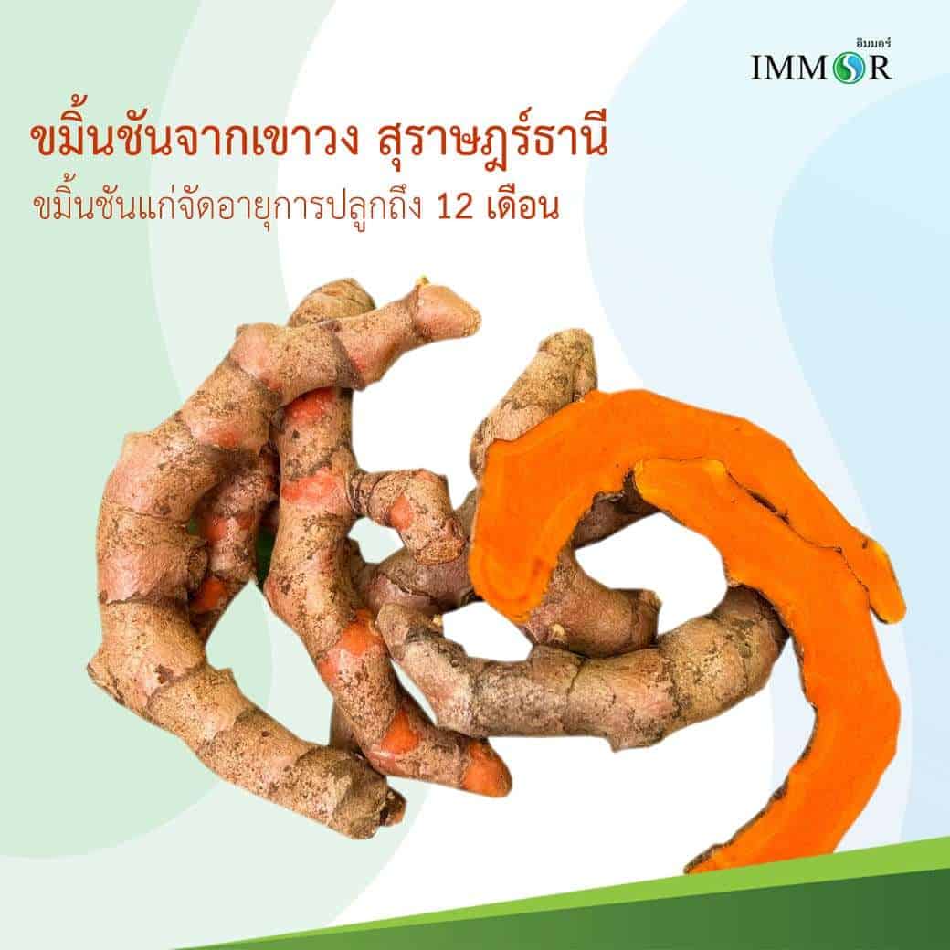 ขมิ้นชันอิมมอร์เลือกสายพันธุ์จากเขาวงสุราษฎร์ธานี