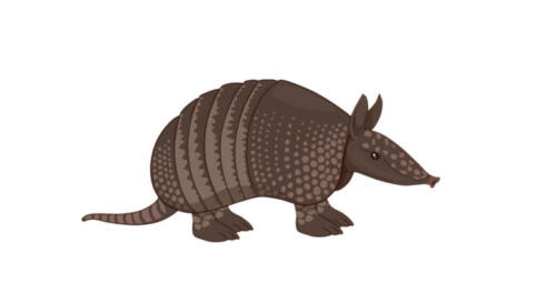 ARMADILLOS