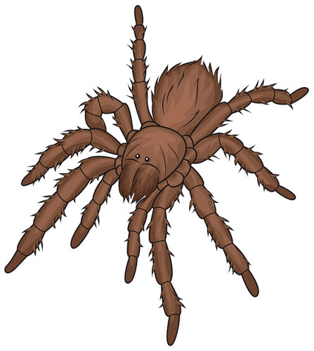 TARANTULA