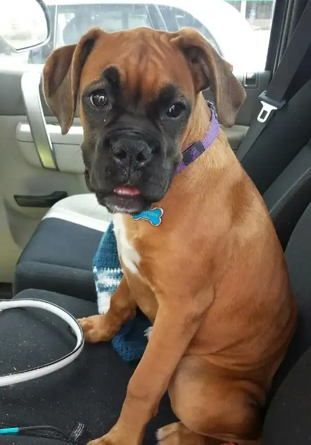 A brown Boxer dog with a purple collar sits on the passenger seat of a car, looking at the camera.
