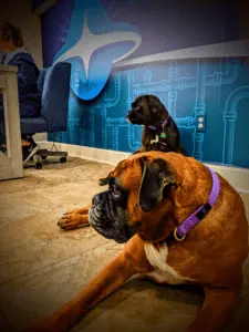 Two dogs with purple collars sit on the floor in an office near a person at a desk, with a blue wall featuring a large logo and pipe pattern—setting the scene for exciting careers and new jobs.