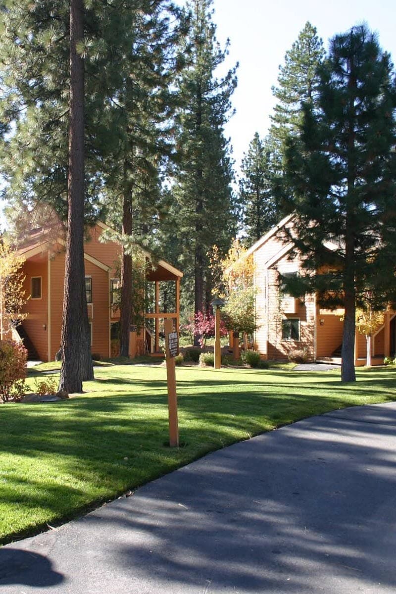 Beautiful forested neighborhood with wooden cabins and tall pine trees.