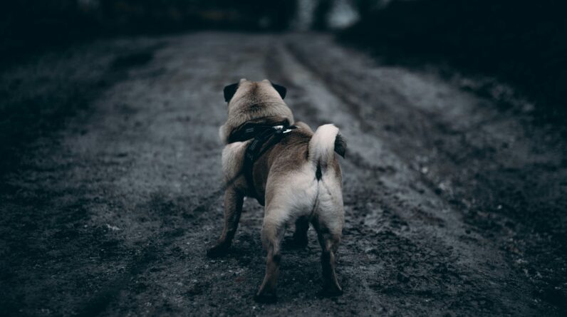 what is lead scoring and opportunity scoring