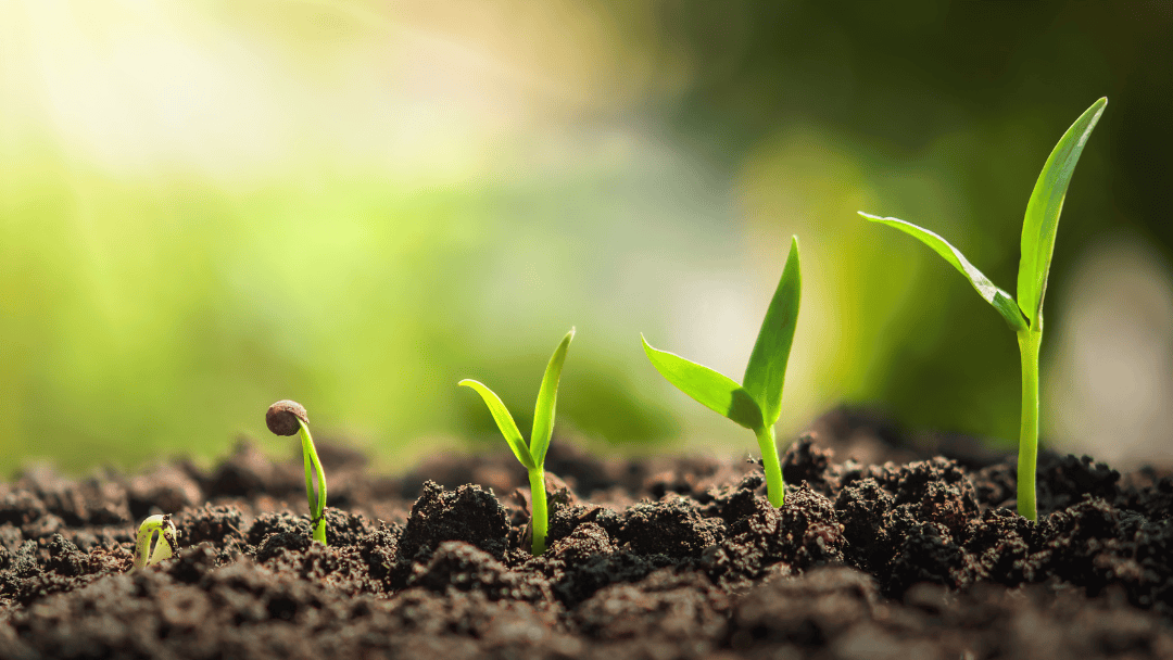 Five stages of a sprouting plants in soil, sunlight.