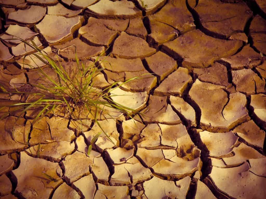Cracked dry earth with a sprig of green grass growing in the center.