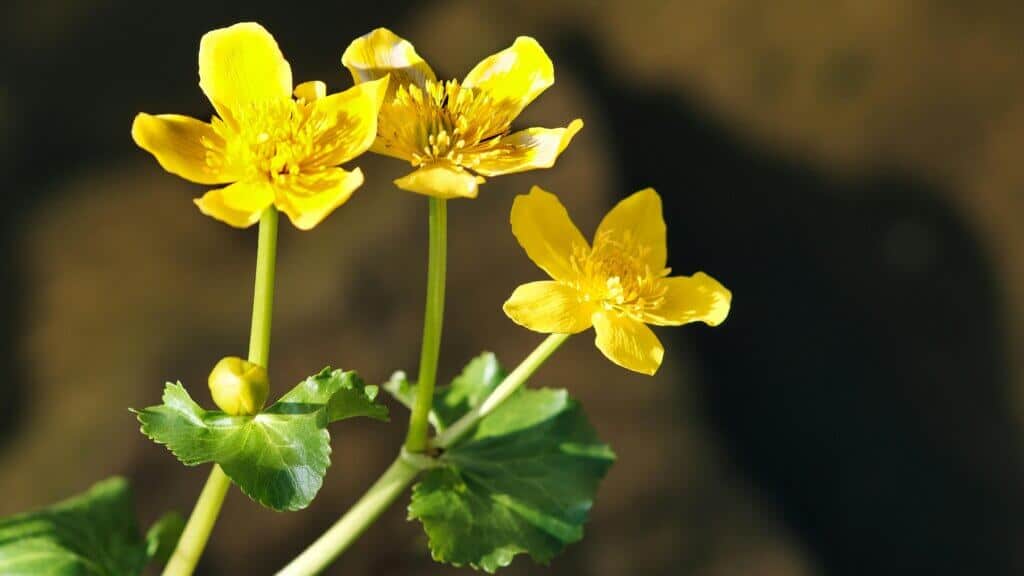Irish marigold